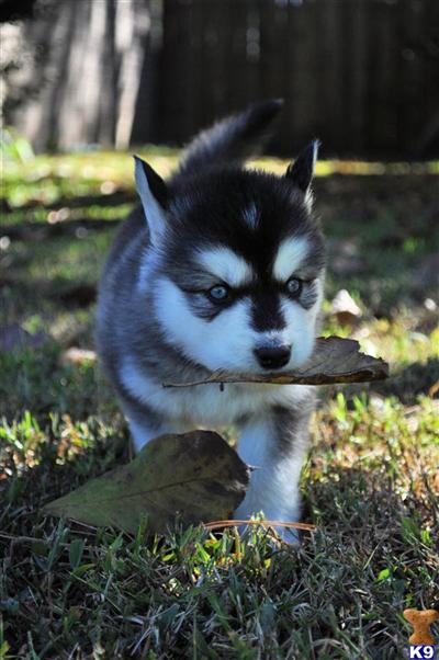Puppies in TX
